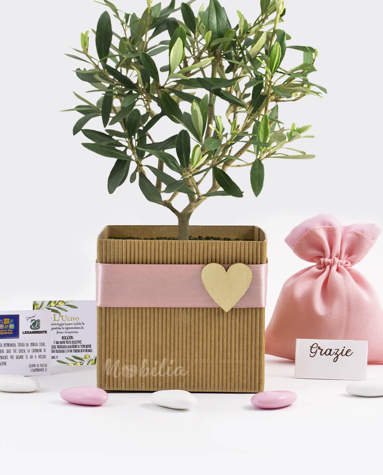 Bomboniera Legambiente piantina di Ulivo D 10 cm con scatola e nastro rosa