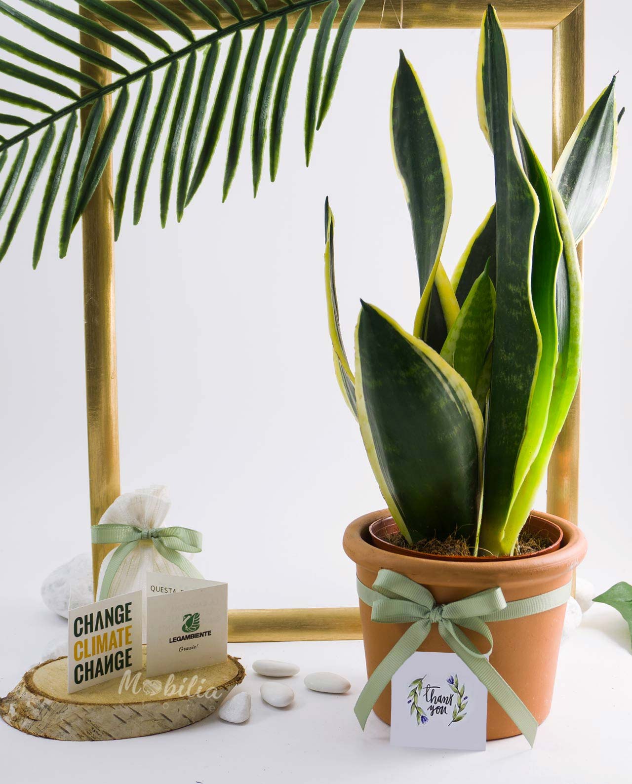 Bomboniera Legambiente sansevieria con vaso in terracotta - immagine 2
