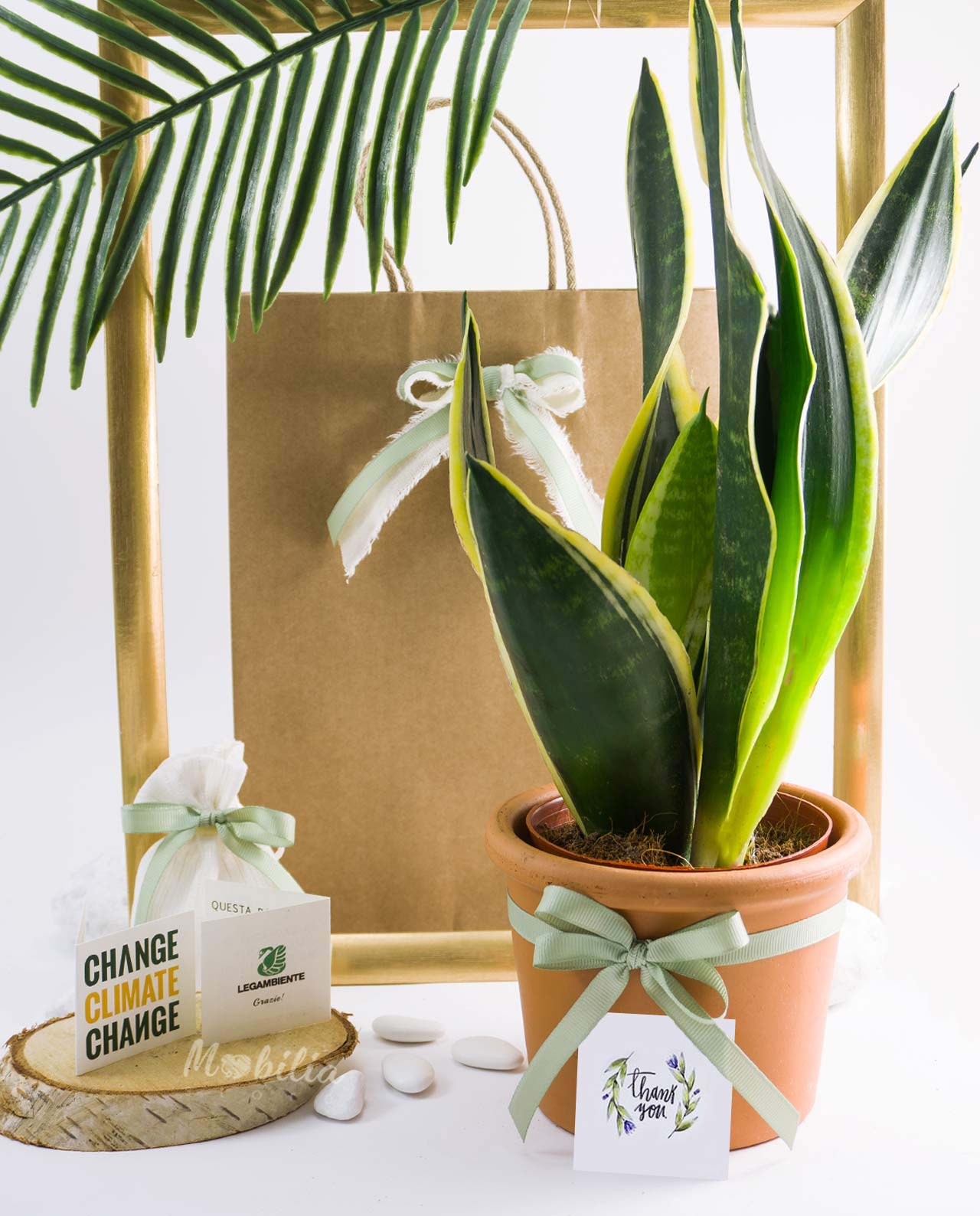 Bomboniera Legambiente sansevieria con vaso in terracotta
