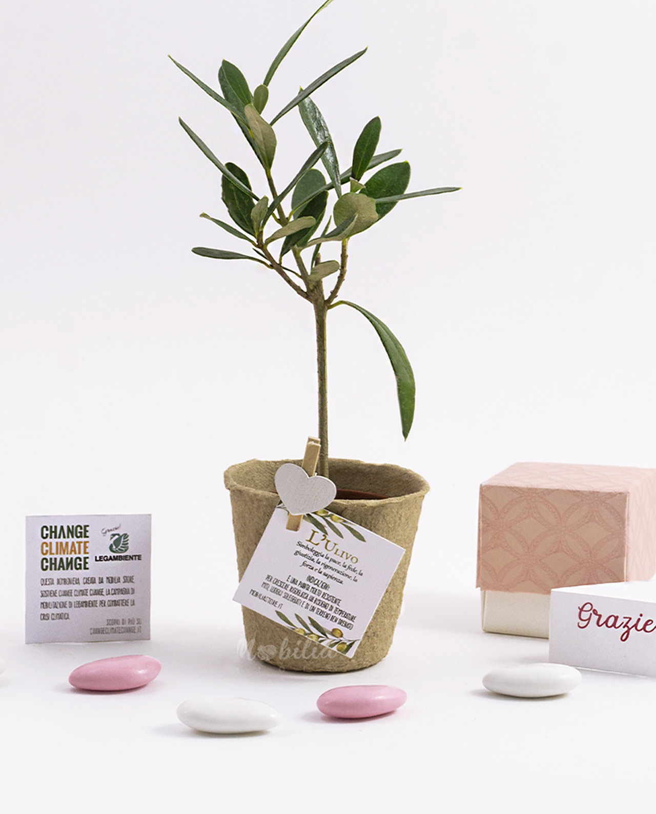 Bomboniera Legambiente piantina di Ulivo D 7 cm con vaso biodegradabile e scatolina rosa