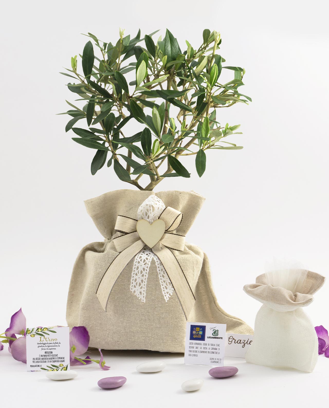 Bomboniera Legambiente piantina di Ulivo D 10cm saccoccio fiocco shabby e cuore