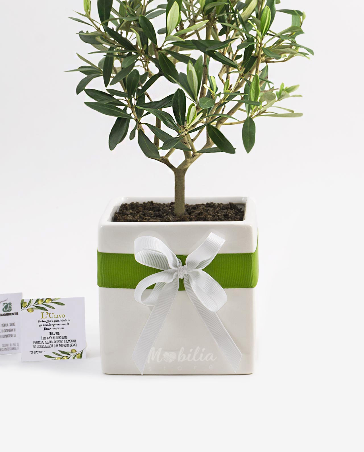 Bomboniera Legambiente piantina di Ulivo D 14 con vaso in ceramica bianca nastro verde