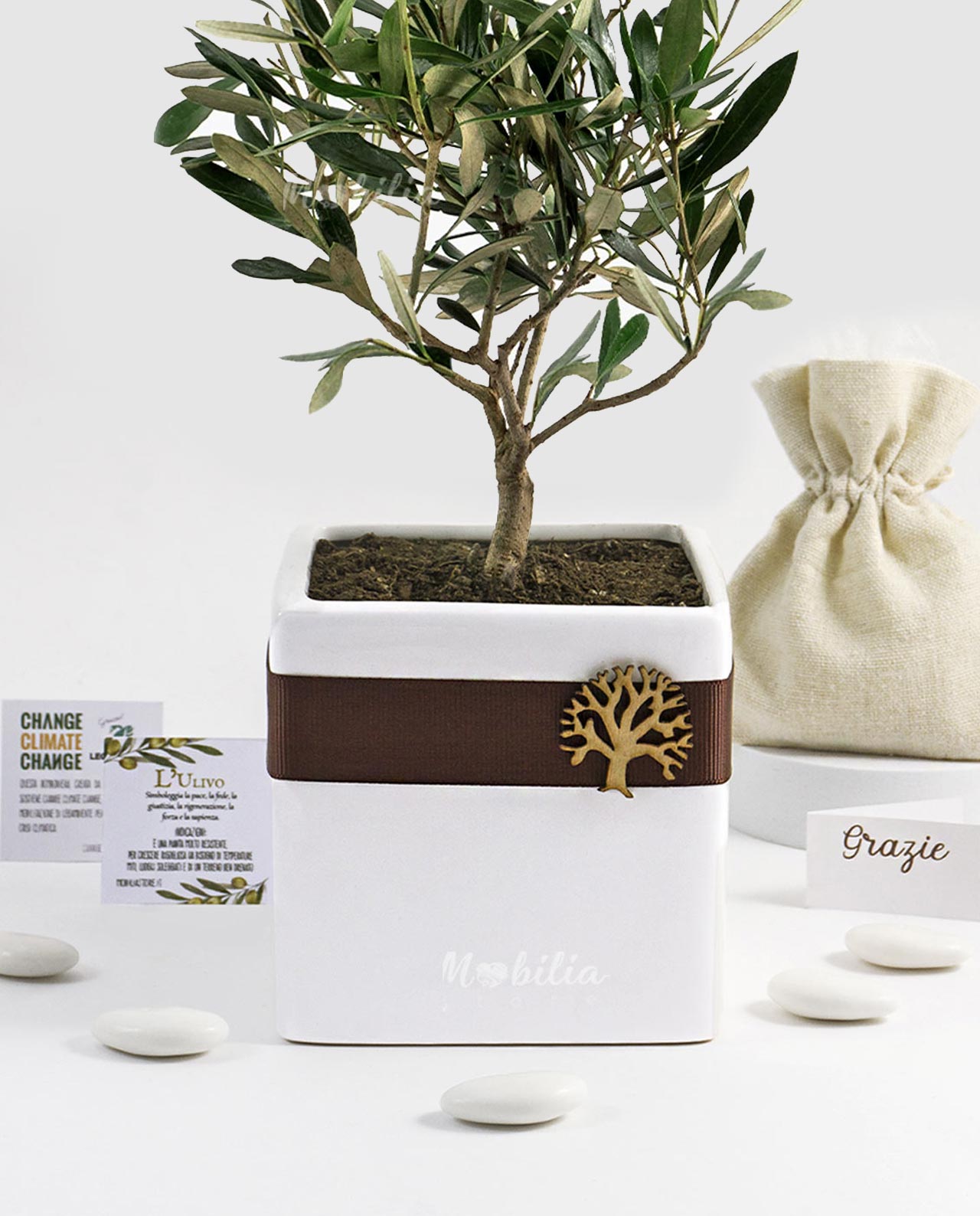 Bomboniera Legambiente piantina di Ulivo d 14 cm con vaso in ceramica bianca e albero della vita