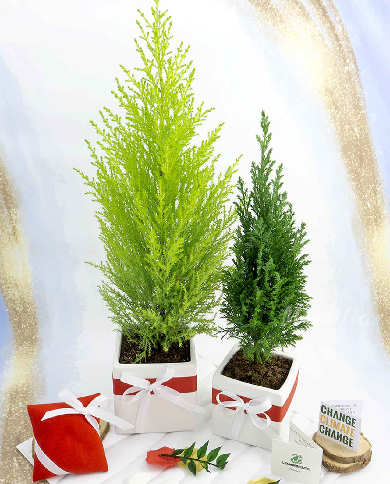 Bomboniera Legambiente Pinetto natalizio con vaso cubo edizione limitata