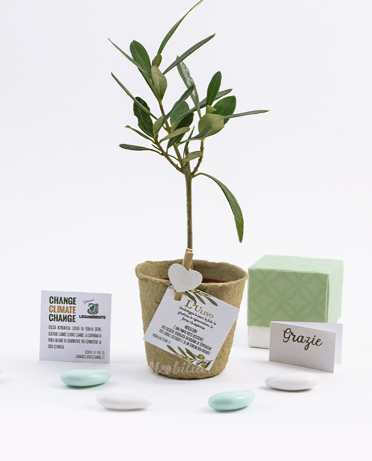 Bomboniera Legambiente piantina Ulivo D 7 cm con vaso biodegradabile e bag