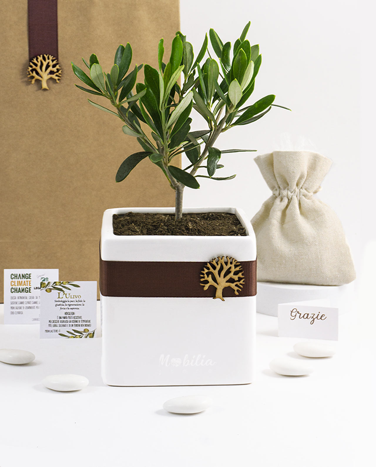 Bomboniera Legambiente piantina di Ulivo d 10 cm con vaso in ceramica bianca e albero della vita