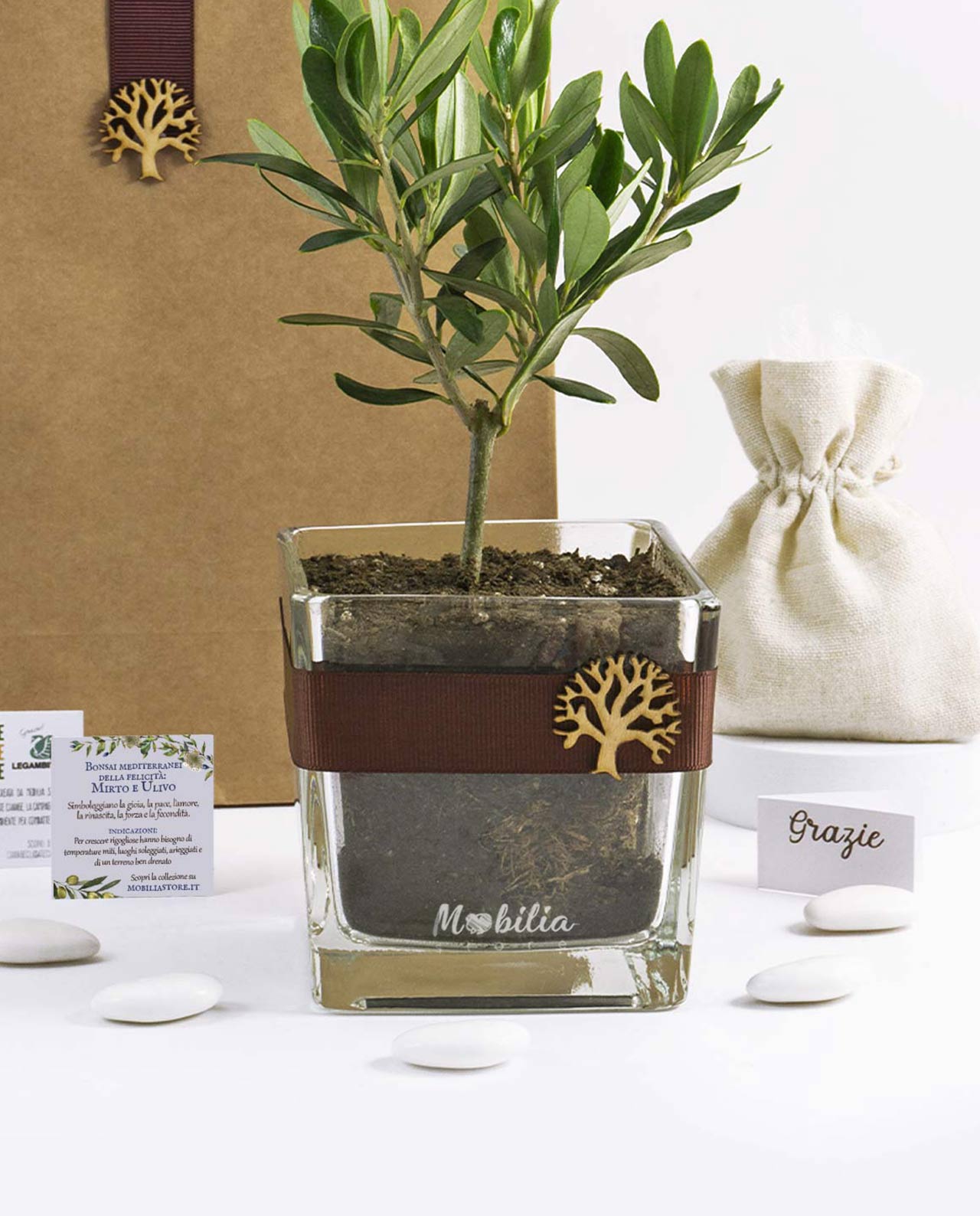Bomboniera Legambiente piantina di ulivo D 10 cm con vaso in vetro albero della vita