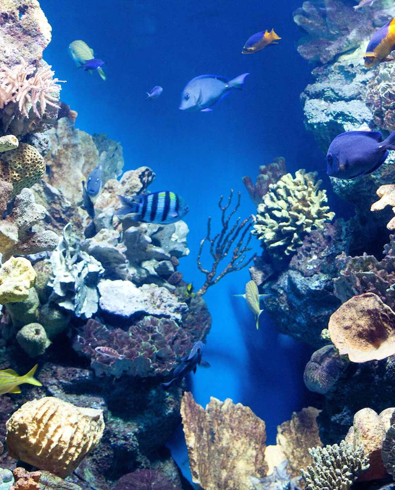 Bomboniera AMI Love is ... scatolina del mare varie fantasie - immagine 8