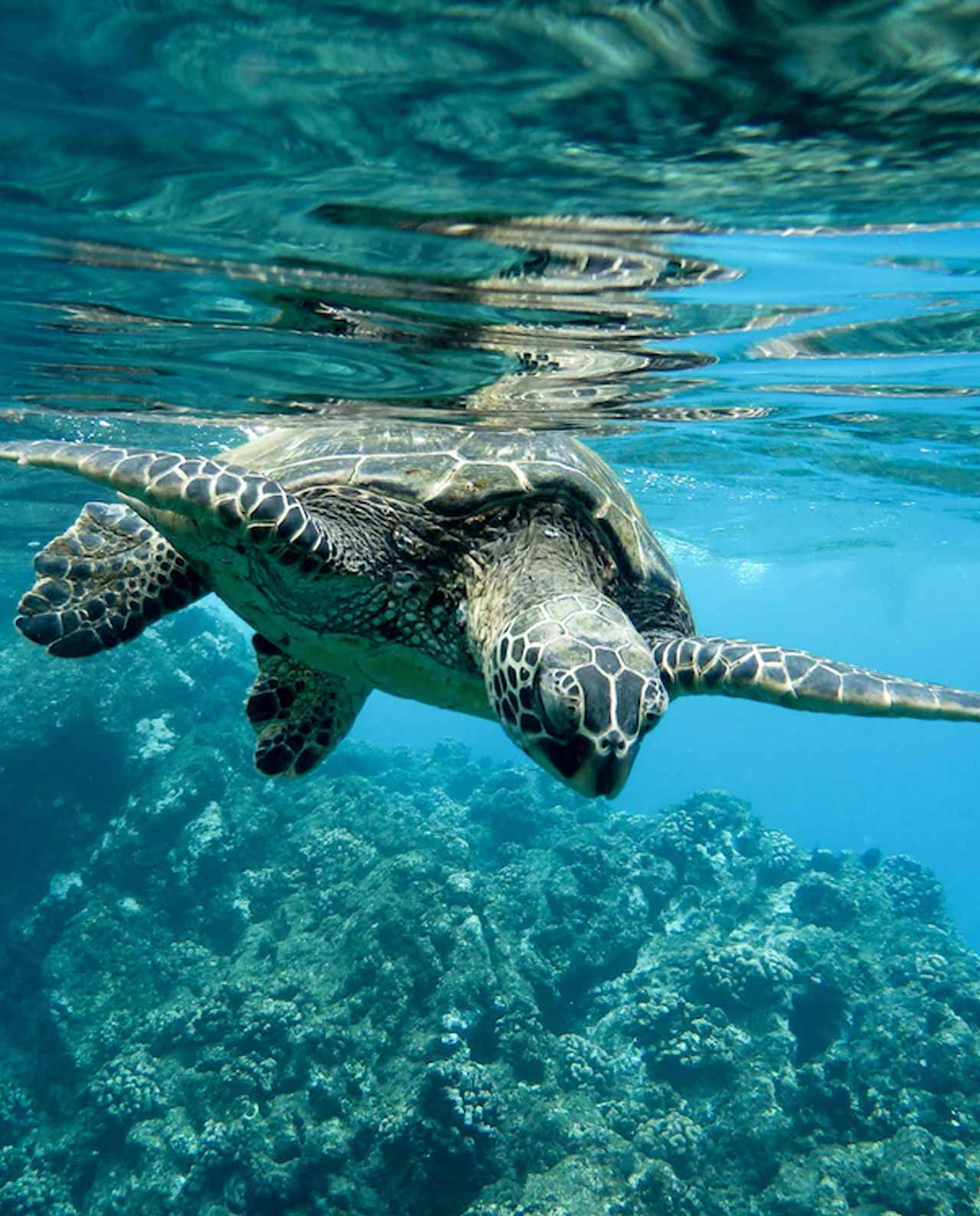 Bomboniera AMI Love is ... scatolina del mare varie fantasie - immagine 9