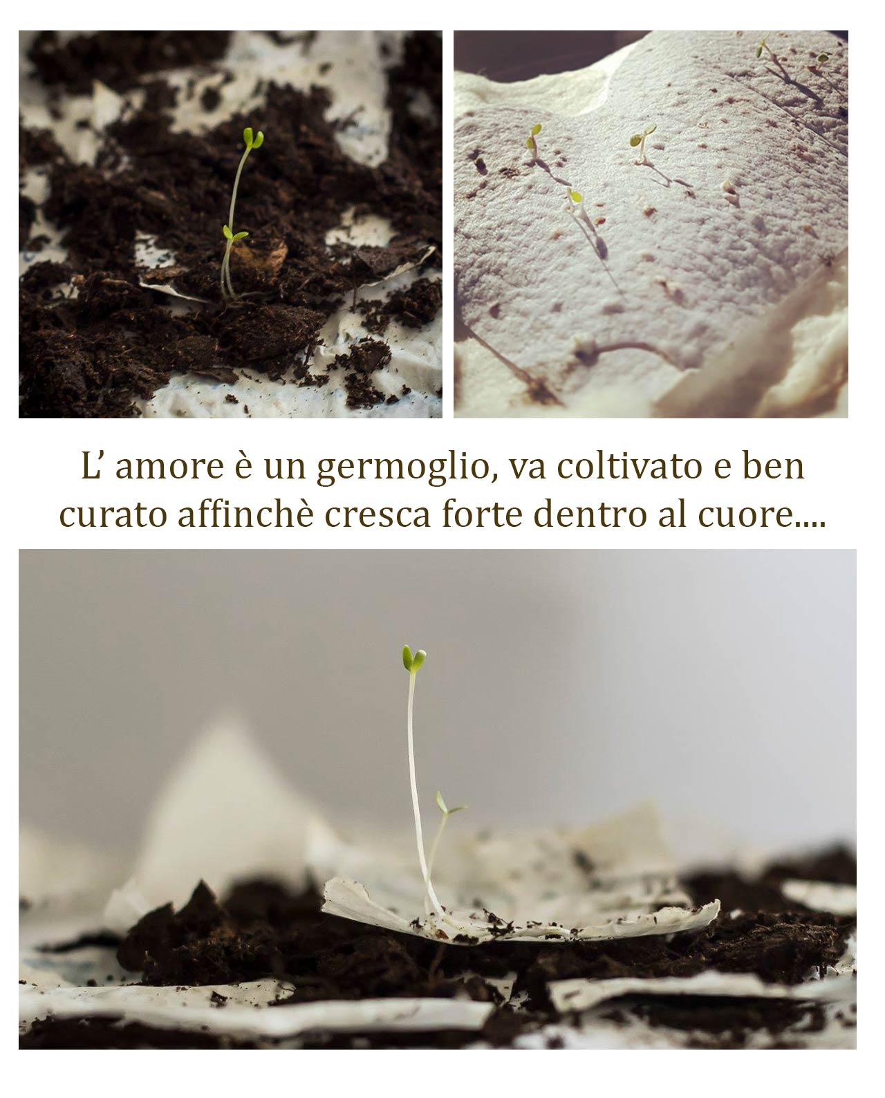 Partecipazione carta da piantare modello Inverno - immagine 10