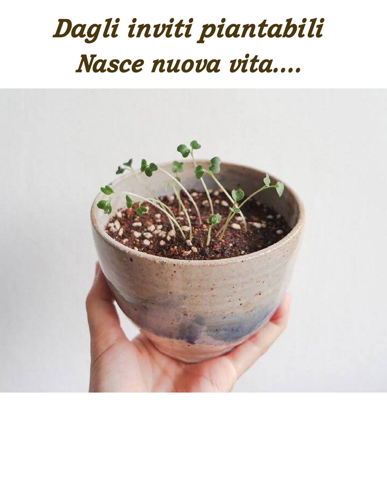 Partecipazione carta da piantare modello Inverno - immagine 7
