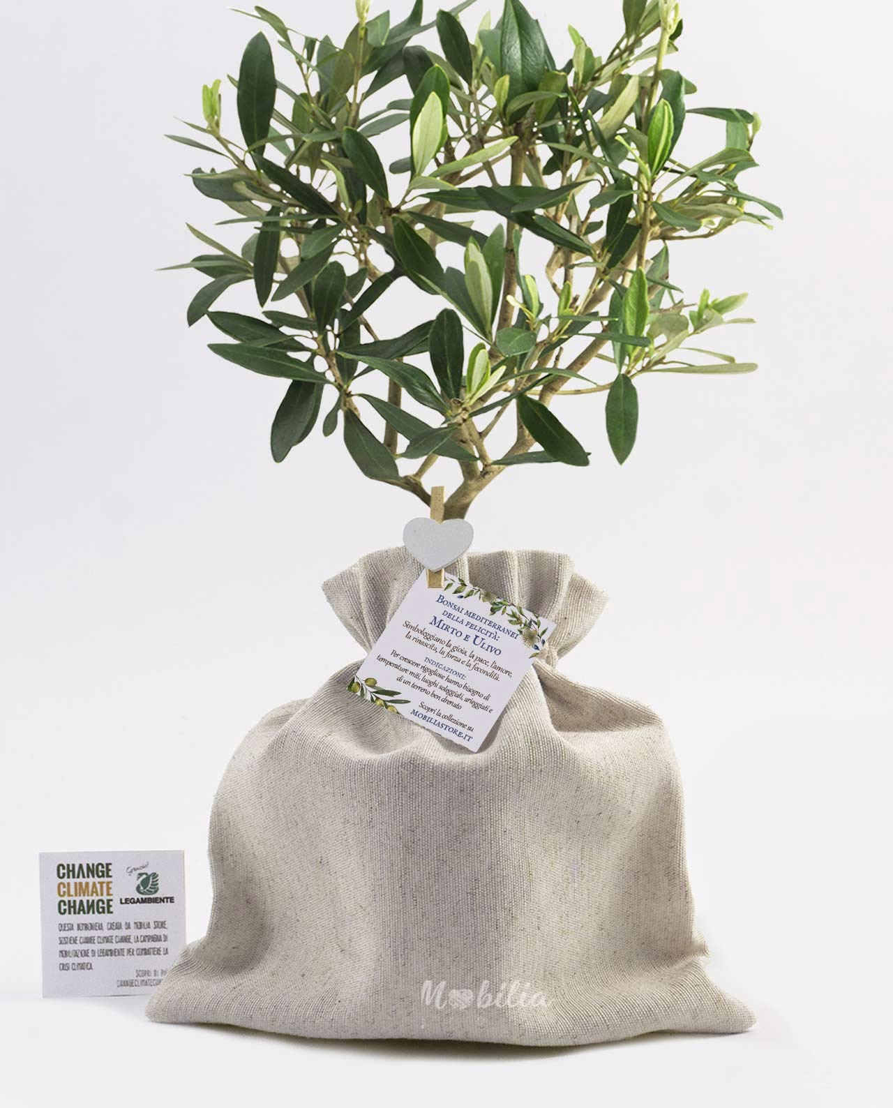 Bomboniera Legambiente piantina di ulivo D 7-10 cm saccoccio juta e scatolina rosa - Ulivo D 7 cm, Piantina