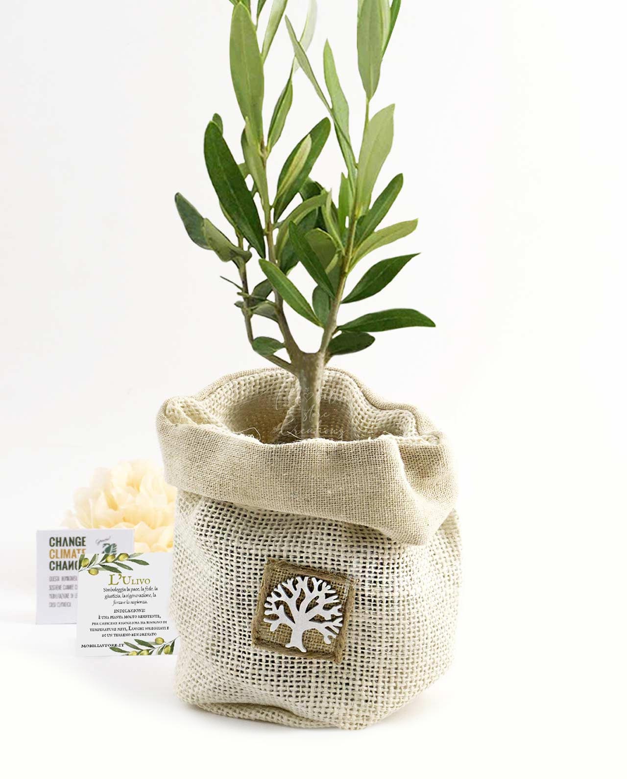 Bomboniera Legambiente piantina di Ulivo D 7 cm con sacchetto in juta naturale e albero della vita - Piantina con saccoccio