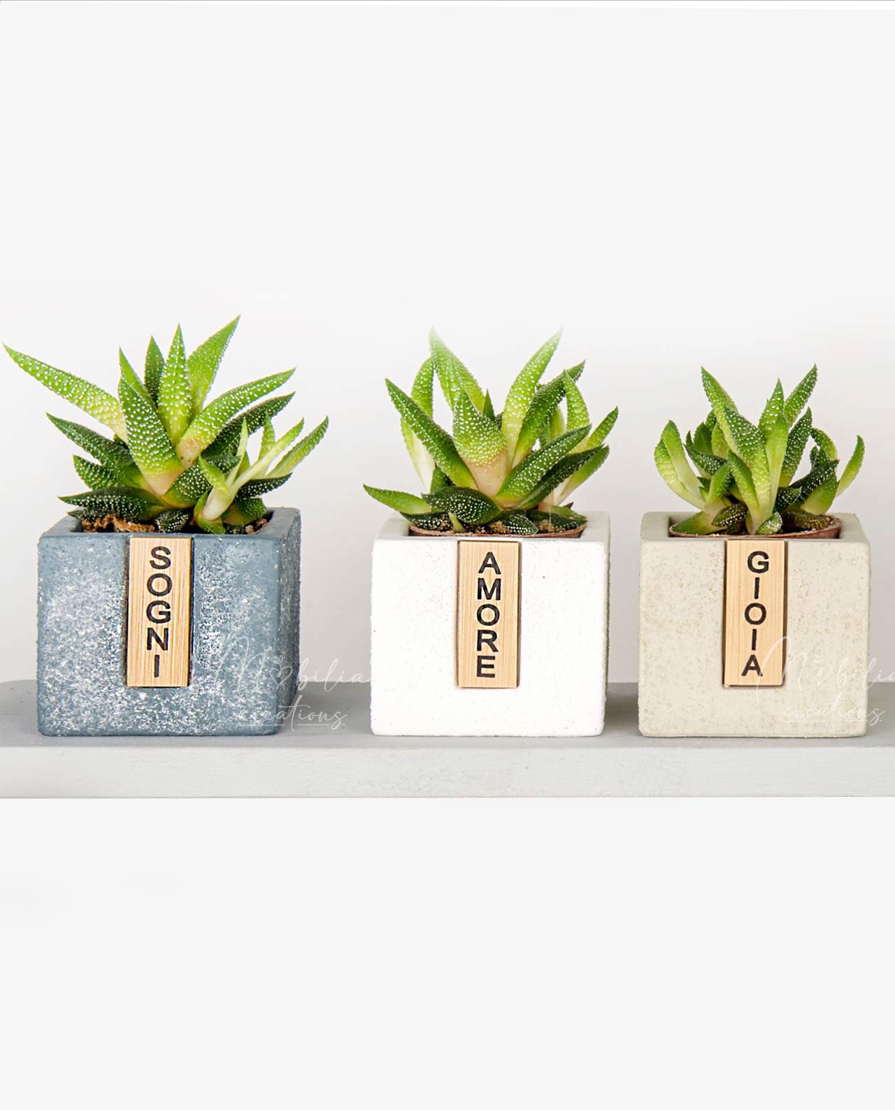 Bomboniera pianta grassa e vaso parole in ceramica e legno