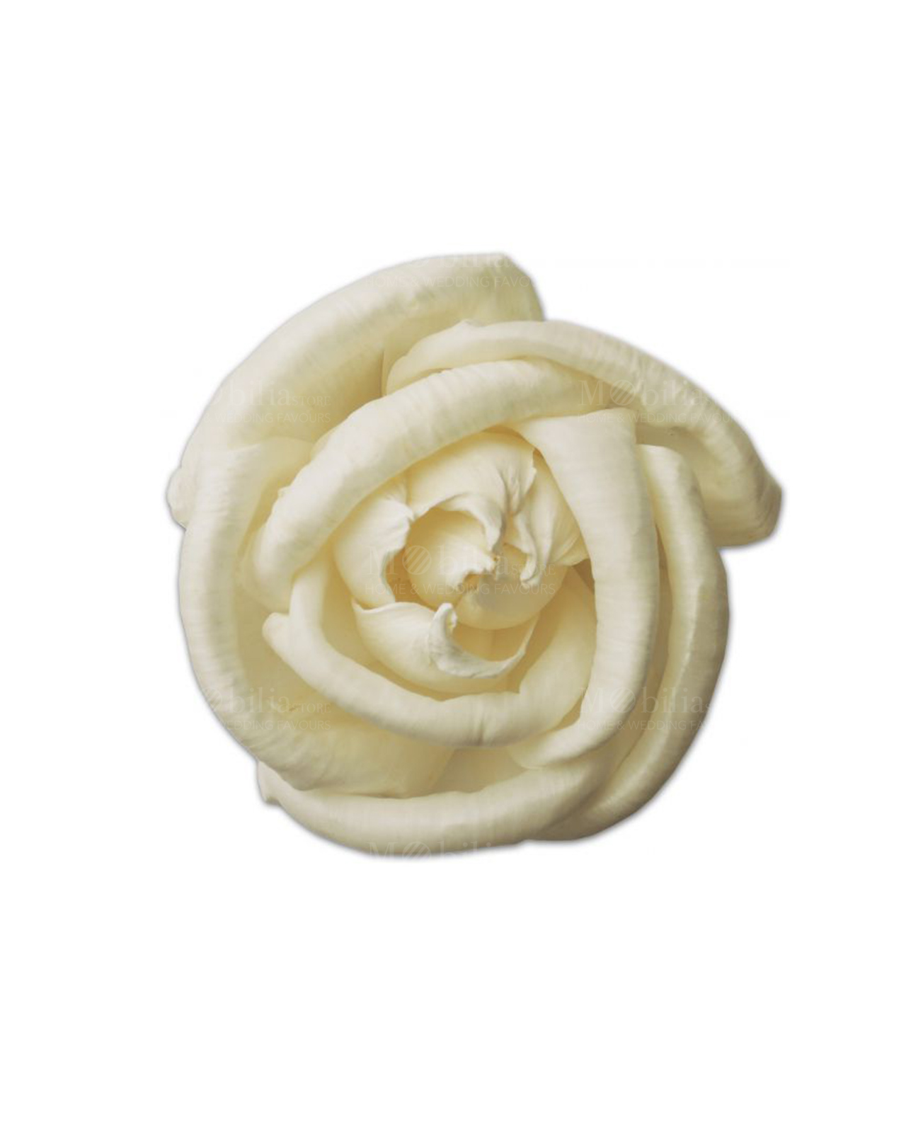 rosa bianca 7 cm