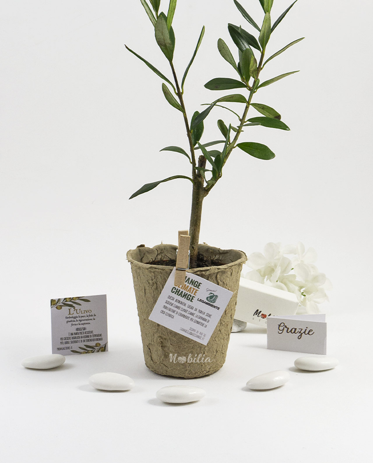 Bomboniera Legambiente piantina di Ulivo D 7 cm con vaso biodegradabile