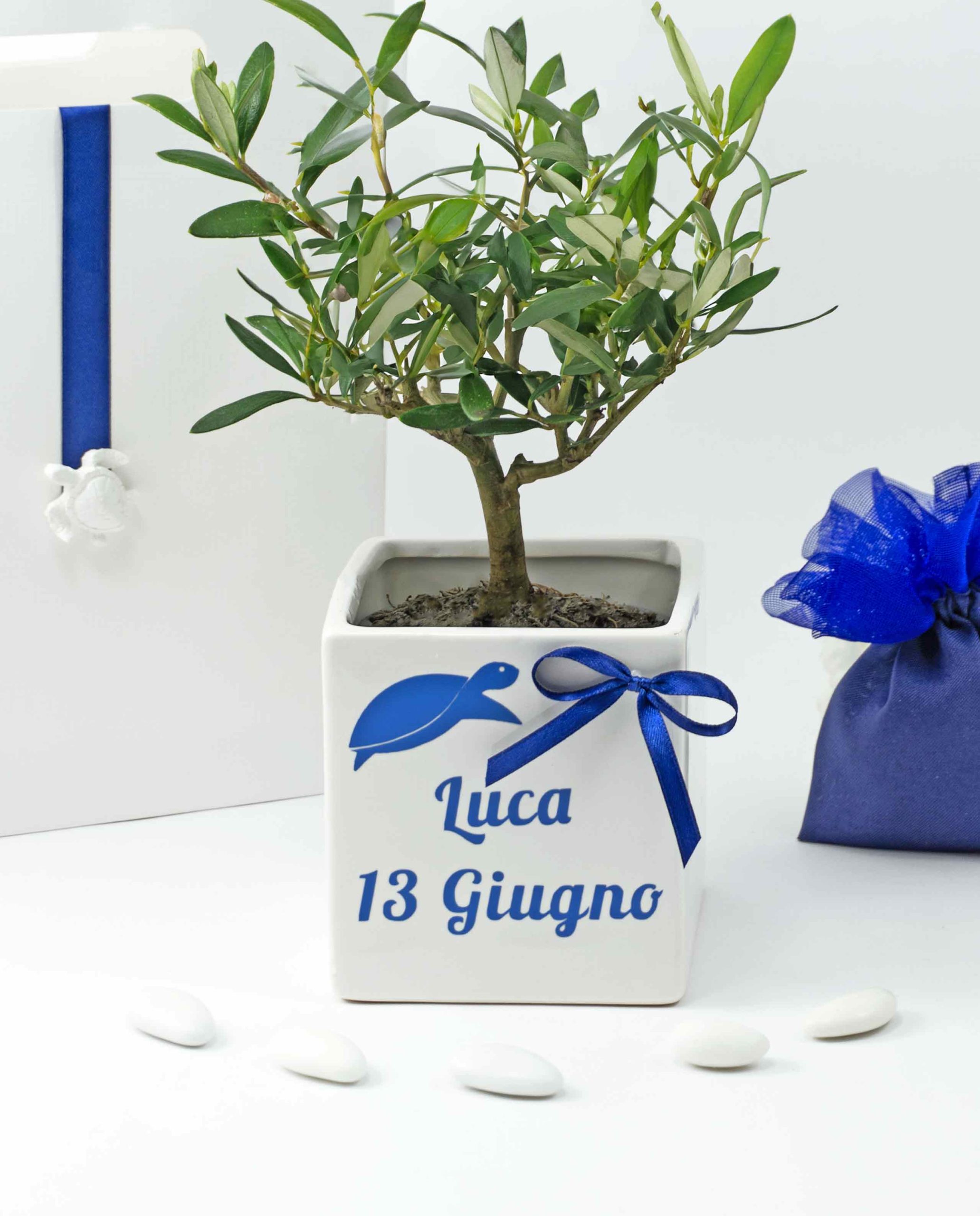 Bomboniera Legambiente Tartalove piantina di ulivo D 10 cm con vaso ceramica personalizzato